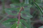 Spotted spurge